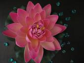 2 fleurs de lotus tahiti theme asie