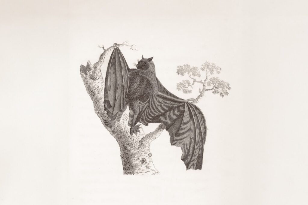 General Research Division, The New York Public Library. "Vampyre Bat in two attitudes." The New York Public Library Digital Collections. 1809. https://digitalcollections.nypl.org/items/8d6ff520-c6b7-012f-d56e-58d385a7bc34